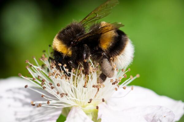 10 дружелюбных к пчелам растений, которые заставят ваш сад гудеть