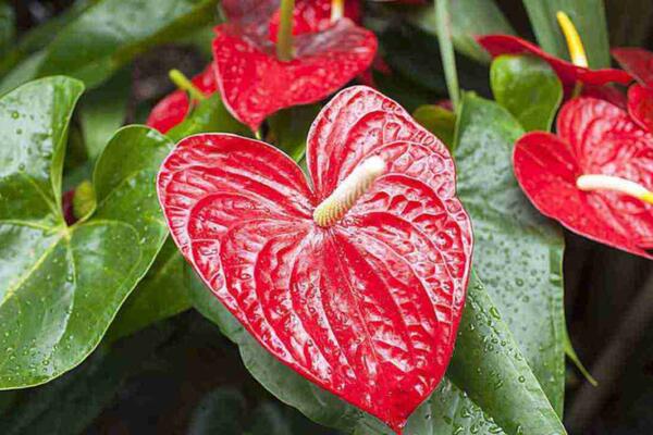 Знаете ли вы, что антуриумы — самые популярные тропические цветы?