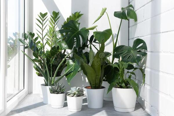 6 самых простых комнатных растений для выращивания в любом месте