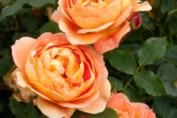 Як вибрати найкраще місце для вирощування троянд у вашому дворі