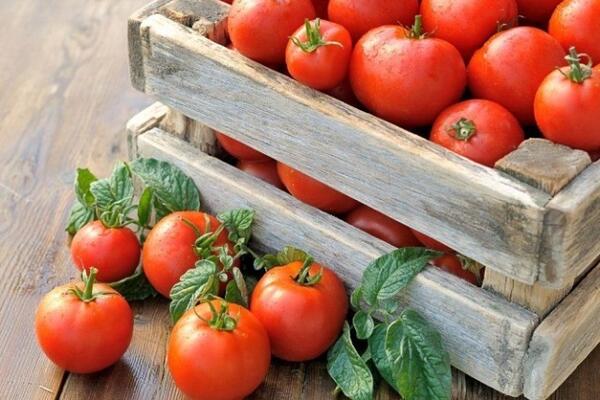 Сбор и хранение томатов