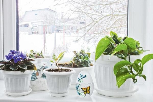 Топ 3 комнатных растений, которые стоит купить зимой