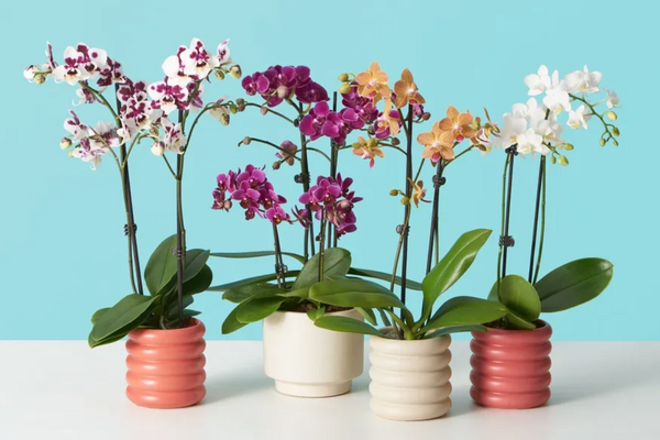 Как заставить вашу орхидею повторно цвести