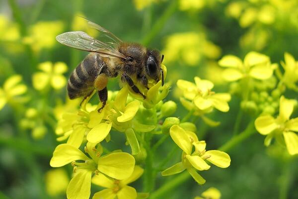 10 найкращих квітів для залучення бджіл