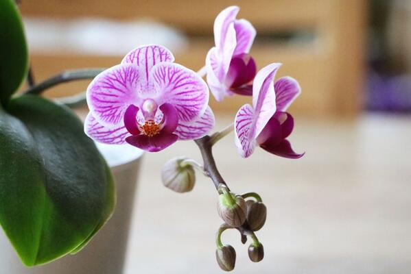 Особливості догляду за орхідеєю в період цвітіння