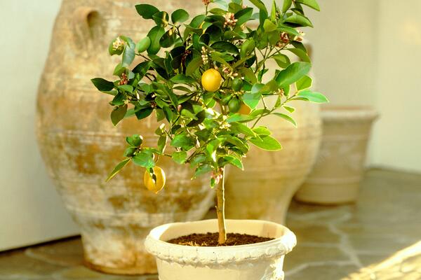 Как вырастить лимонное дерево