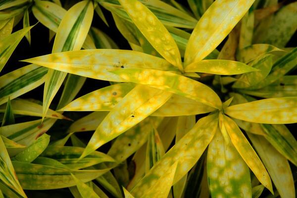 Основні причини жовтизни листя драцени