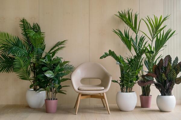 Трендові кімнатні рослини 2022 року