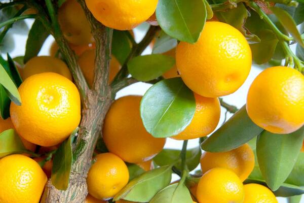 Как вырастить и ухаживать за апельсиновым деревом каламондин