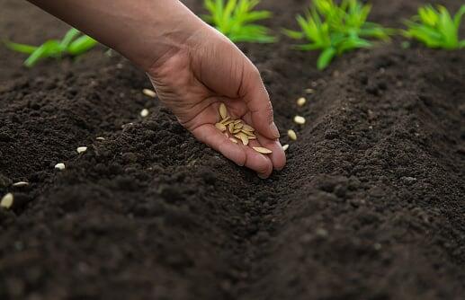 Как посеять семена в открытый грунт