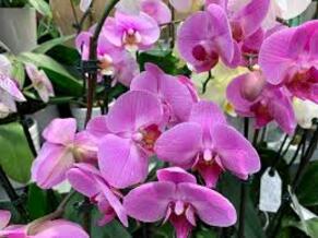 Советы по уходу за орхидеями в разное время года