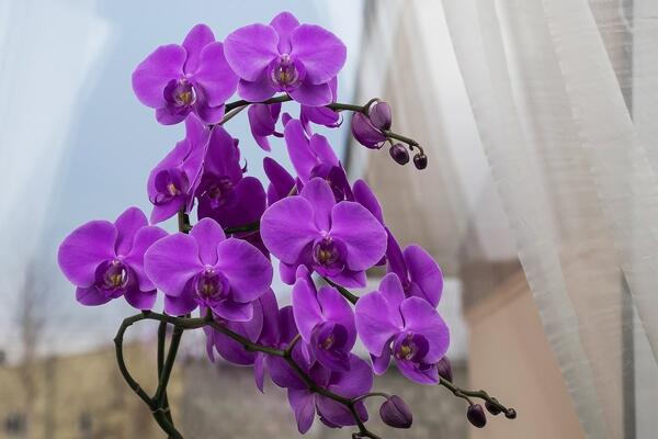 Руководство садовода по видам орхидей и уходу за ними