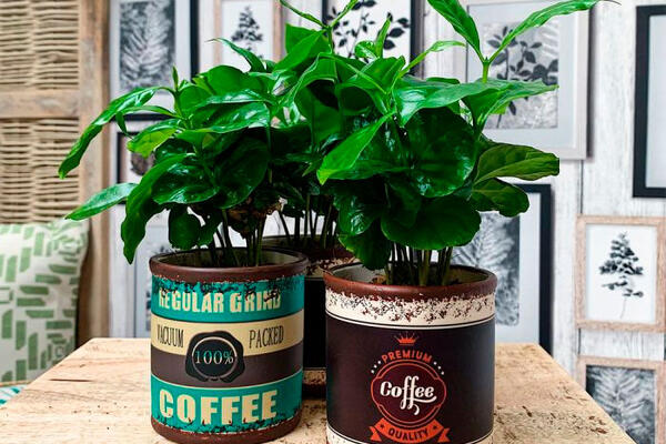Як вирощувати і доглядати за рослиною кави