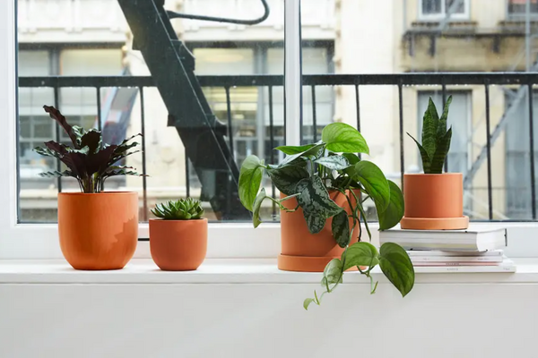 Понимание освещения в вашем доме и как оно влияет на ваши растения