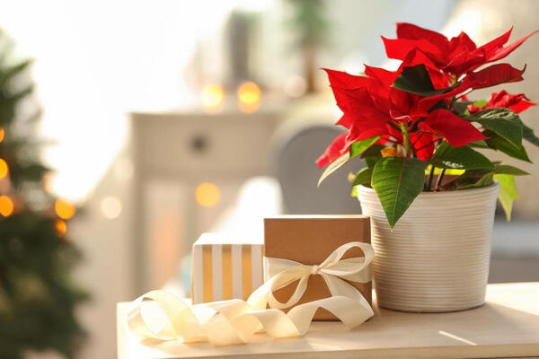 Путеводитель по праздничным подаркам: идеальное комнатное растение для всех в вашем списке
