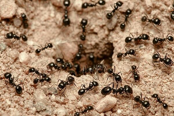 Отпугивайте муравьев естественным путем: так вы избавитесь от вредителей