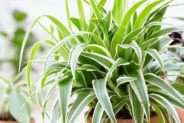 Польза для здоровья комнатных растений