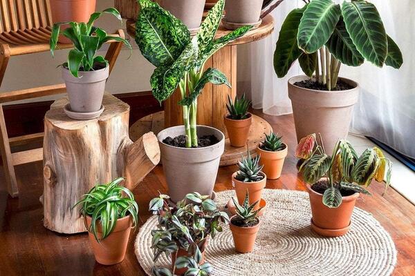 Пригласите весну в свое пространство с помощью этих обязательных комнатных растений