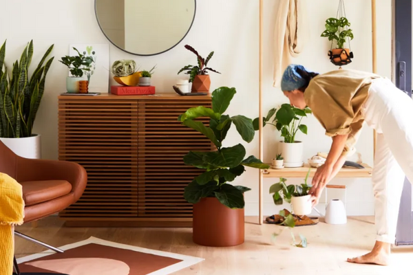Советы по украшению вашего пространства комнатными растениями