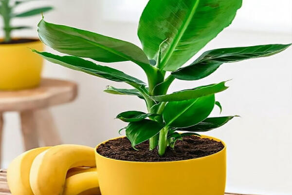 Как ухаживать за банановыми деревьями