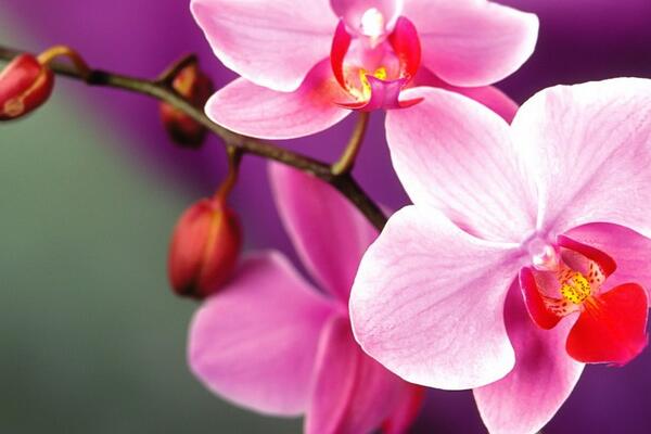Знайте все о значении и символике орхидеи