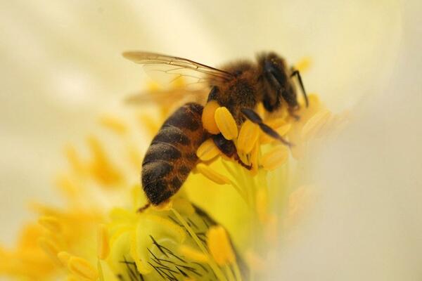 Как сделать сад удобным для пчел