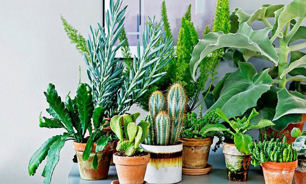 Как выбрать лучшее комнатное растение для вас