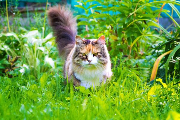 Как отпугнуть кошек от вашего сада